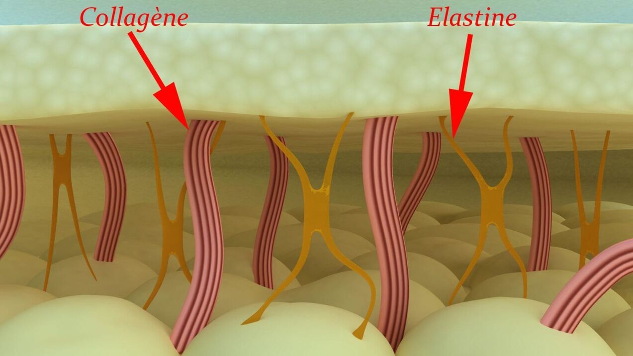 Colágeno e elastina - proteínas estruturais da pele
